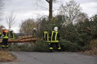 02_2010_Baum_auf_Strasse 08